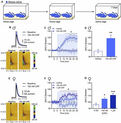 Insidious Transmission of a Stress-Related Neuroadaptation